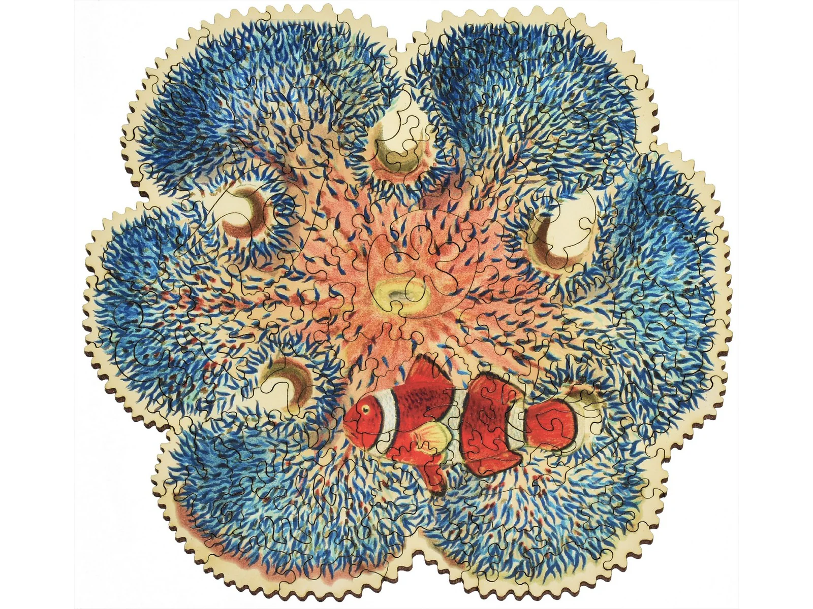 Barrier Reef Anemone