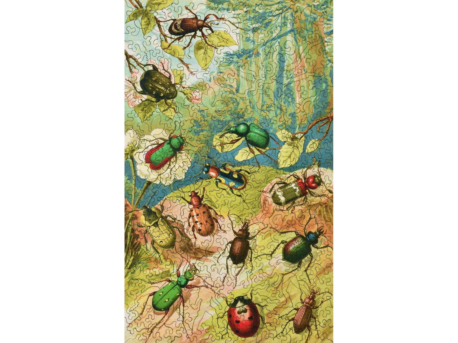 Beetles