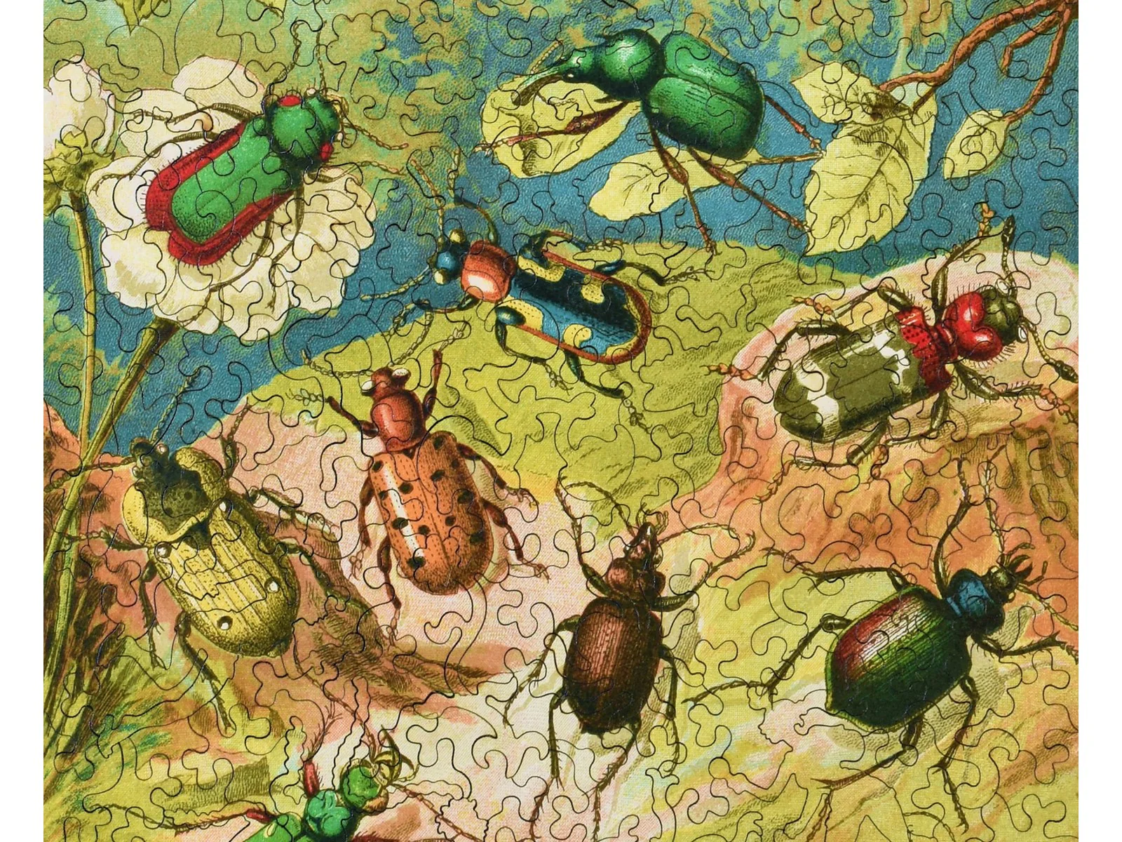 Beetles - Image 2
