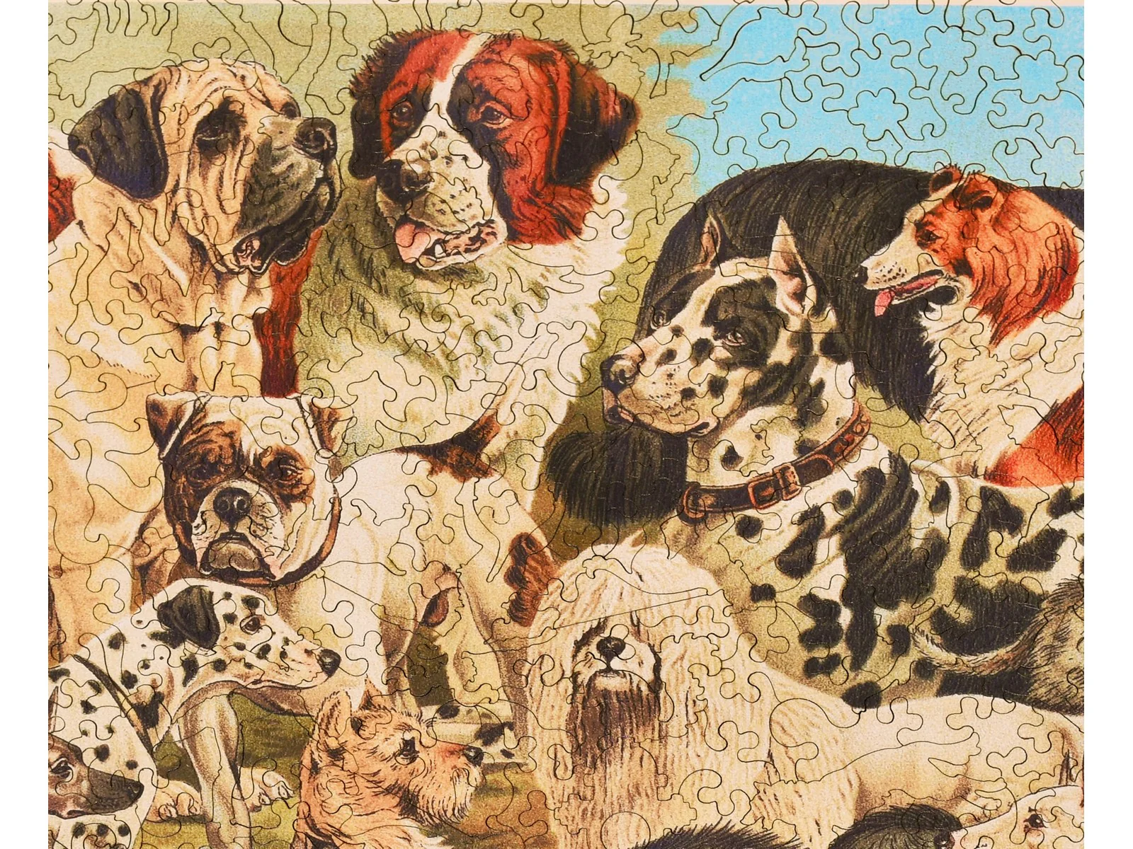 Best in Show - Image 2
