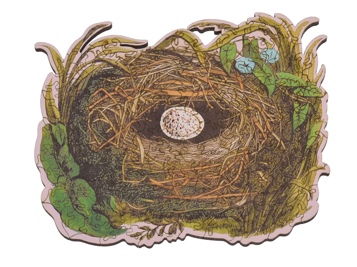 Bird's Nest