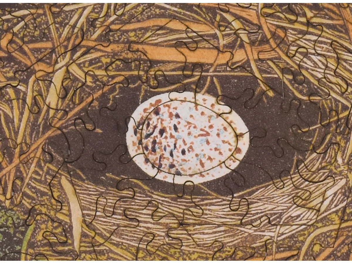 Bird's Nest - Image 2