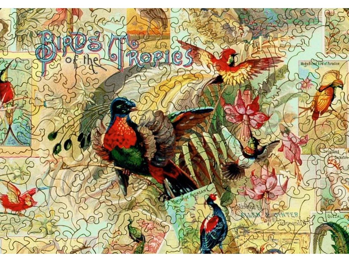 Birds of the Tropics - Image 2