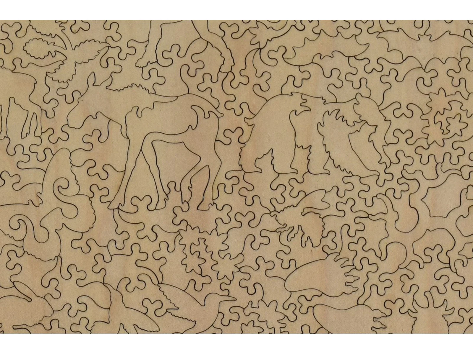 Black Bear - Image 3