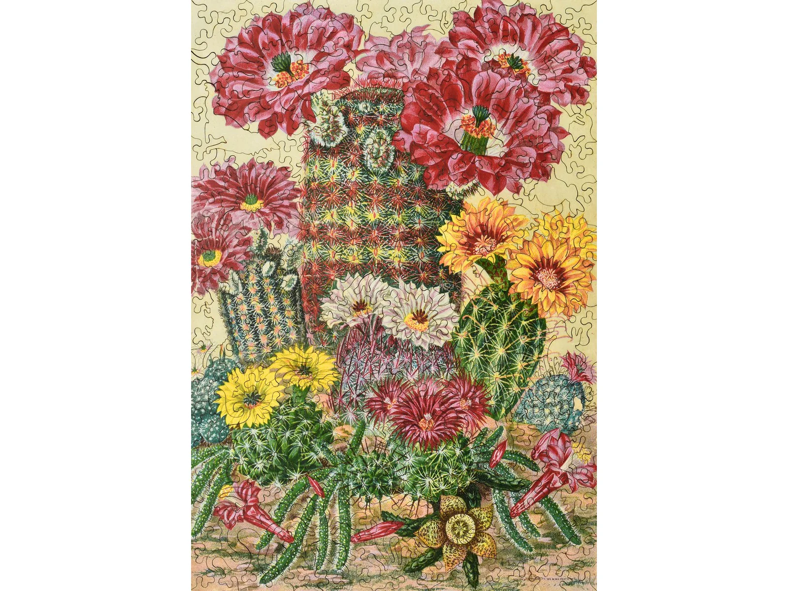 Cactus Flowers