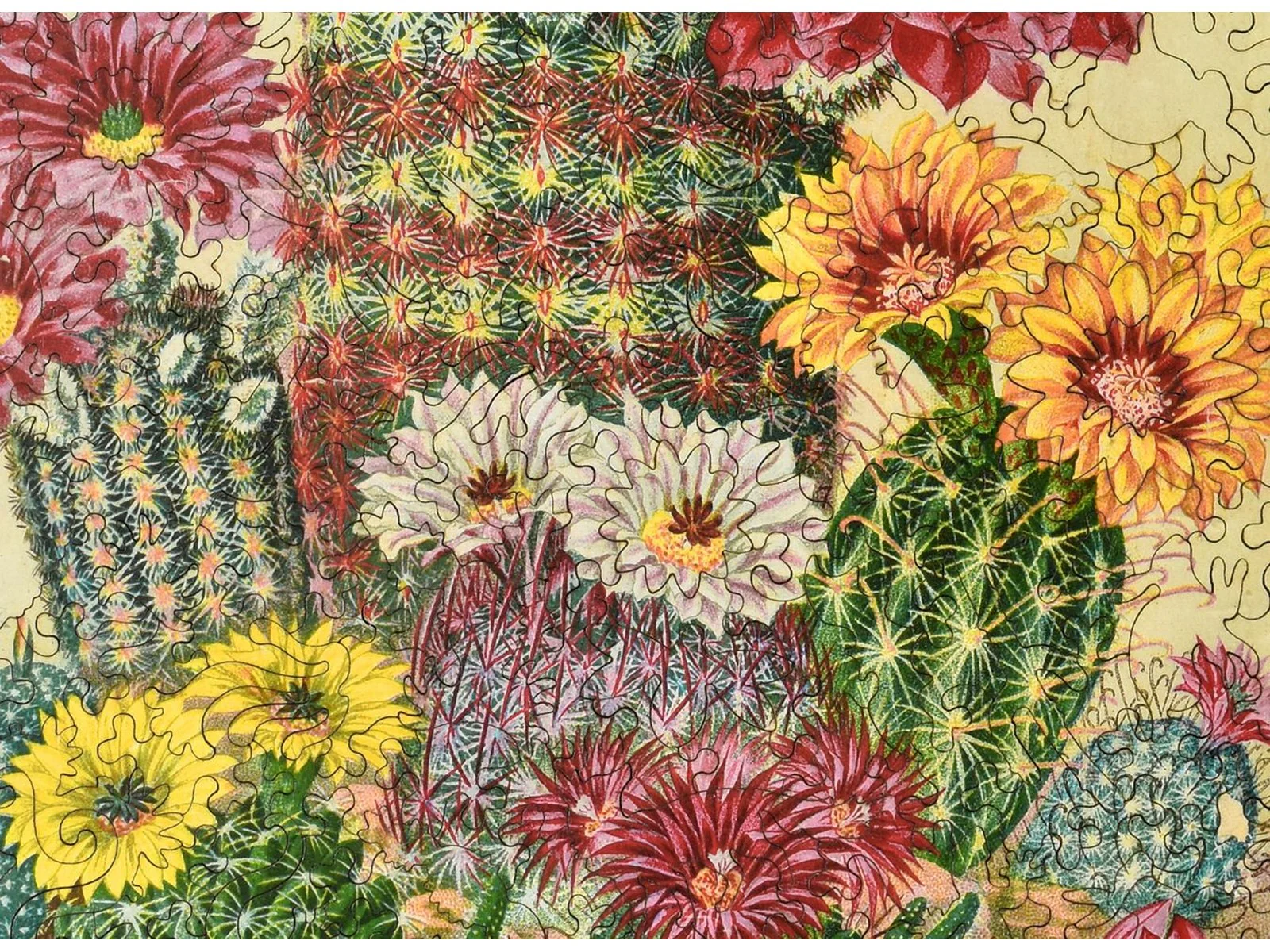 Cactus Flowers - Image 2