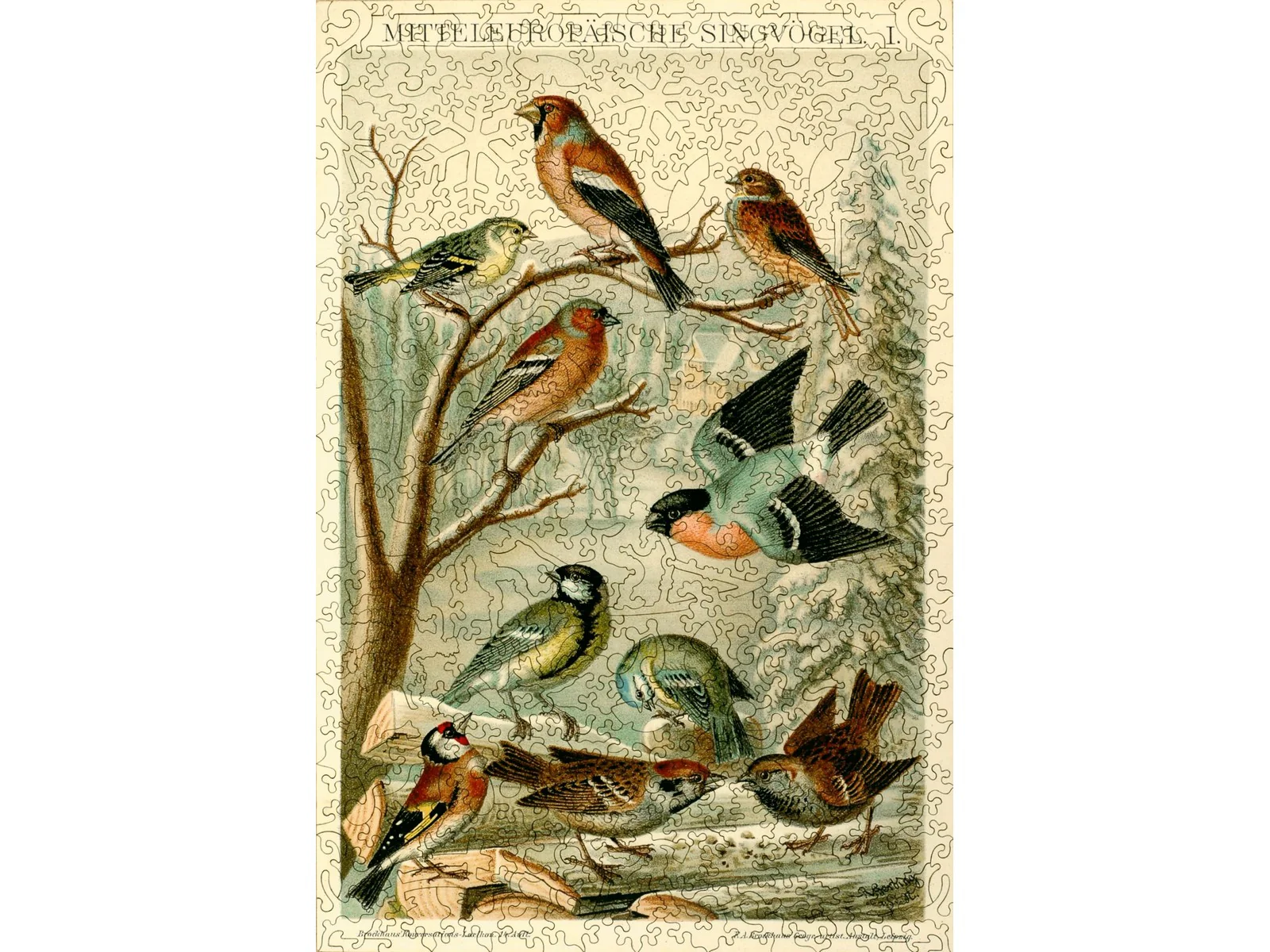 Central European Songbirds