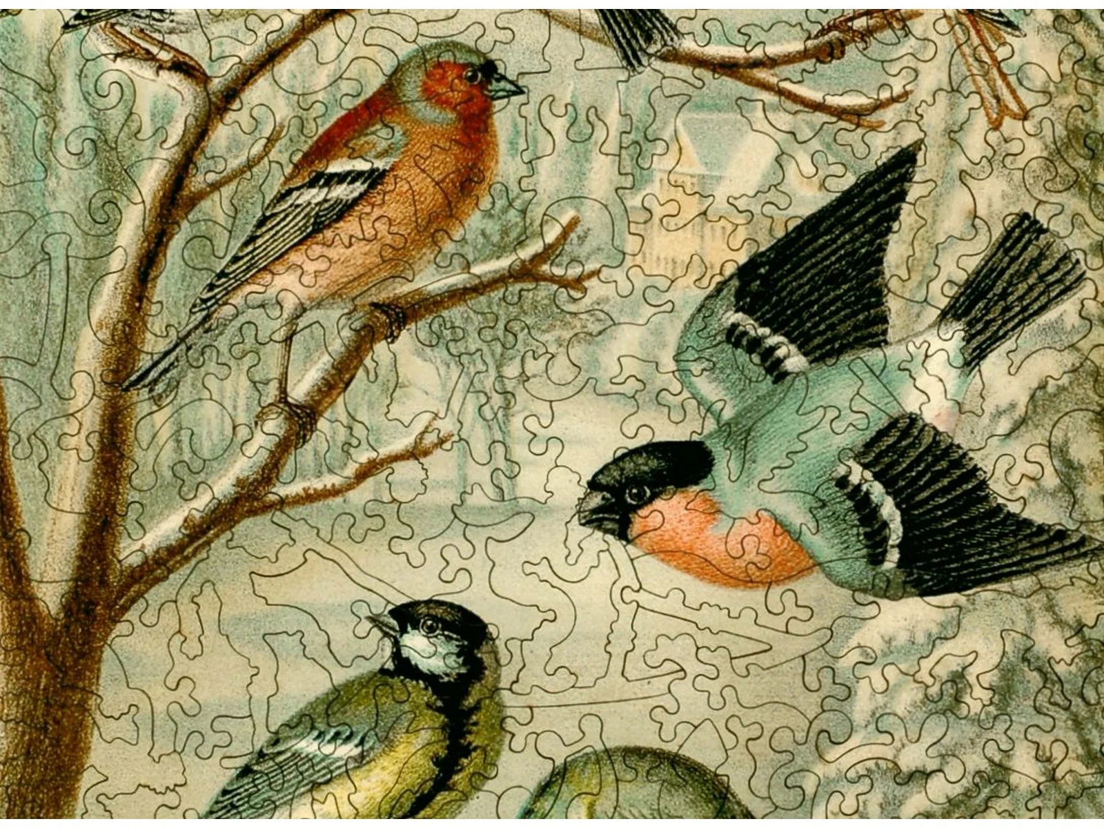 Central European Songbirds - Image 2