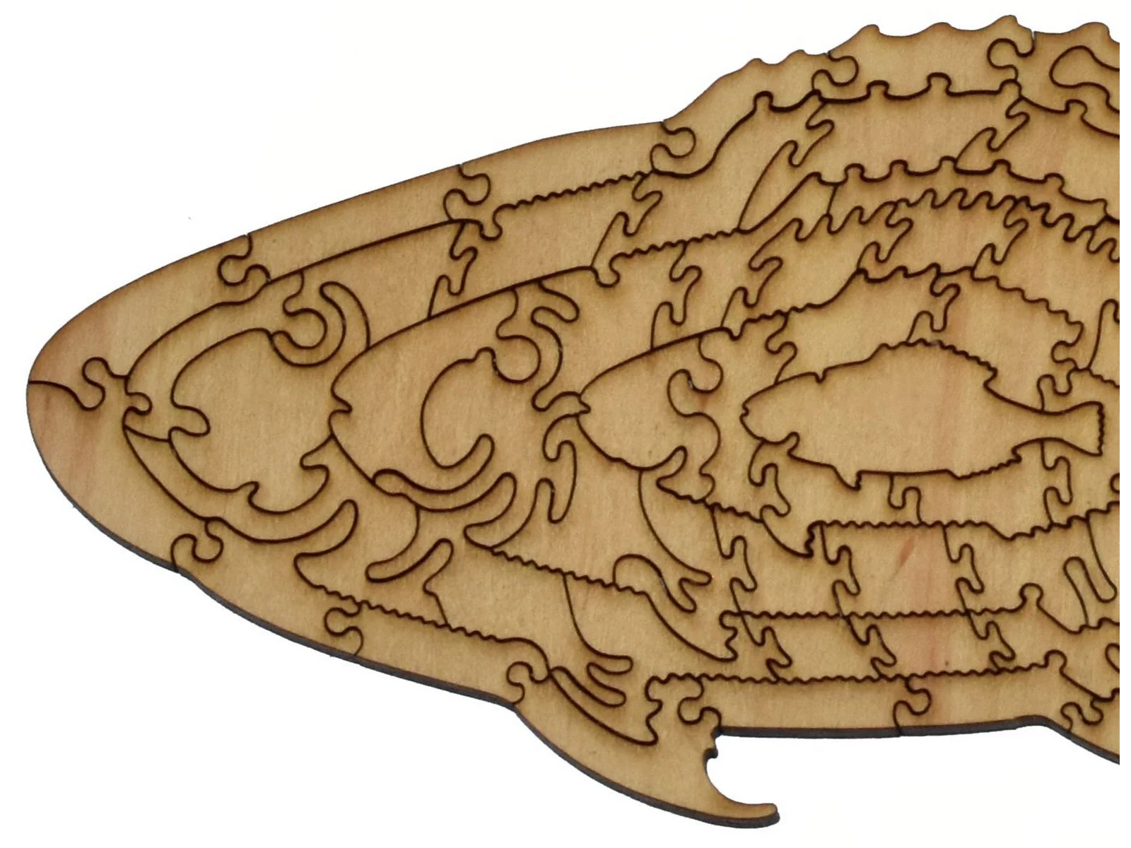 Colorful Fish of the East Indies - Image 4