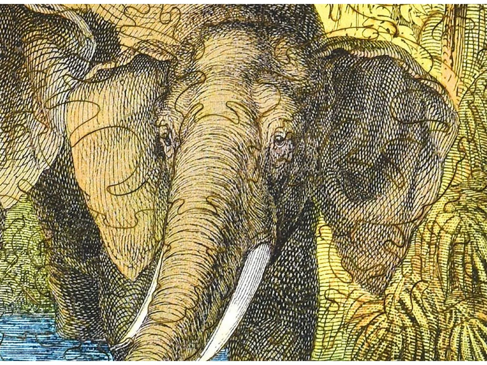 Elephant Pool - Image 2