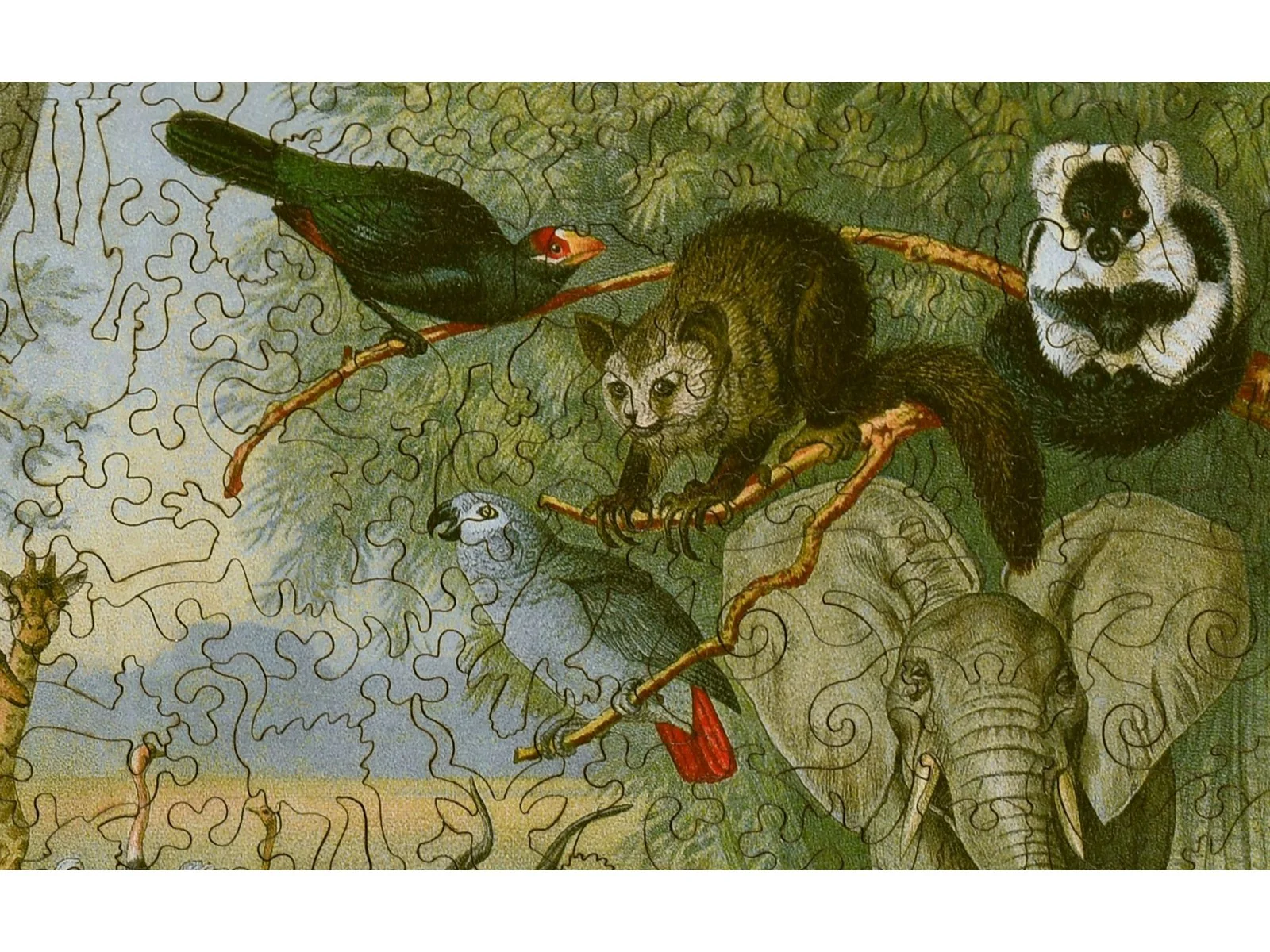 Ethiopian Fauna - Image 2