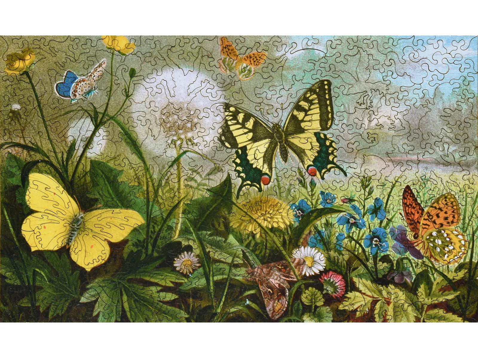 German Butterflies