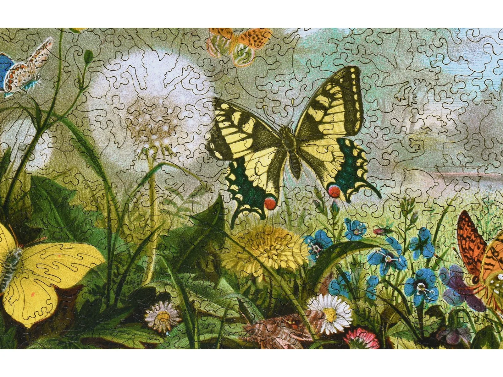 German Butterflies - Image 2