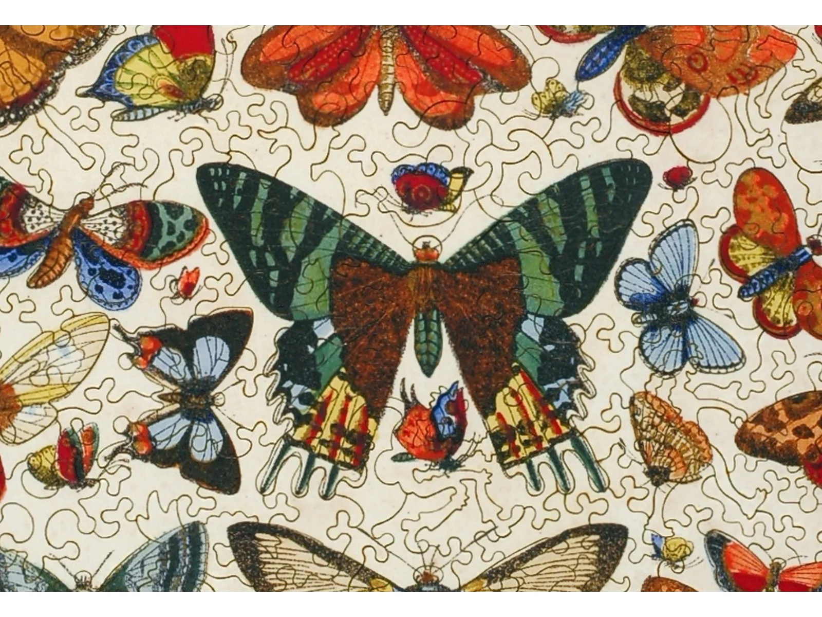 Histoire Naturelle - Image 2