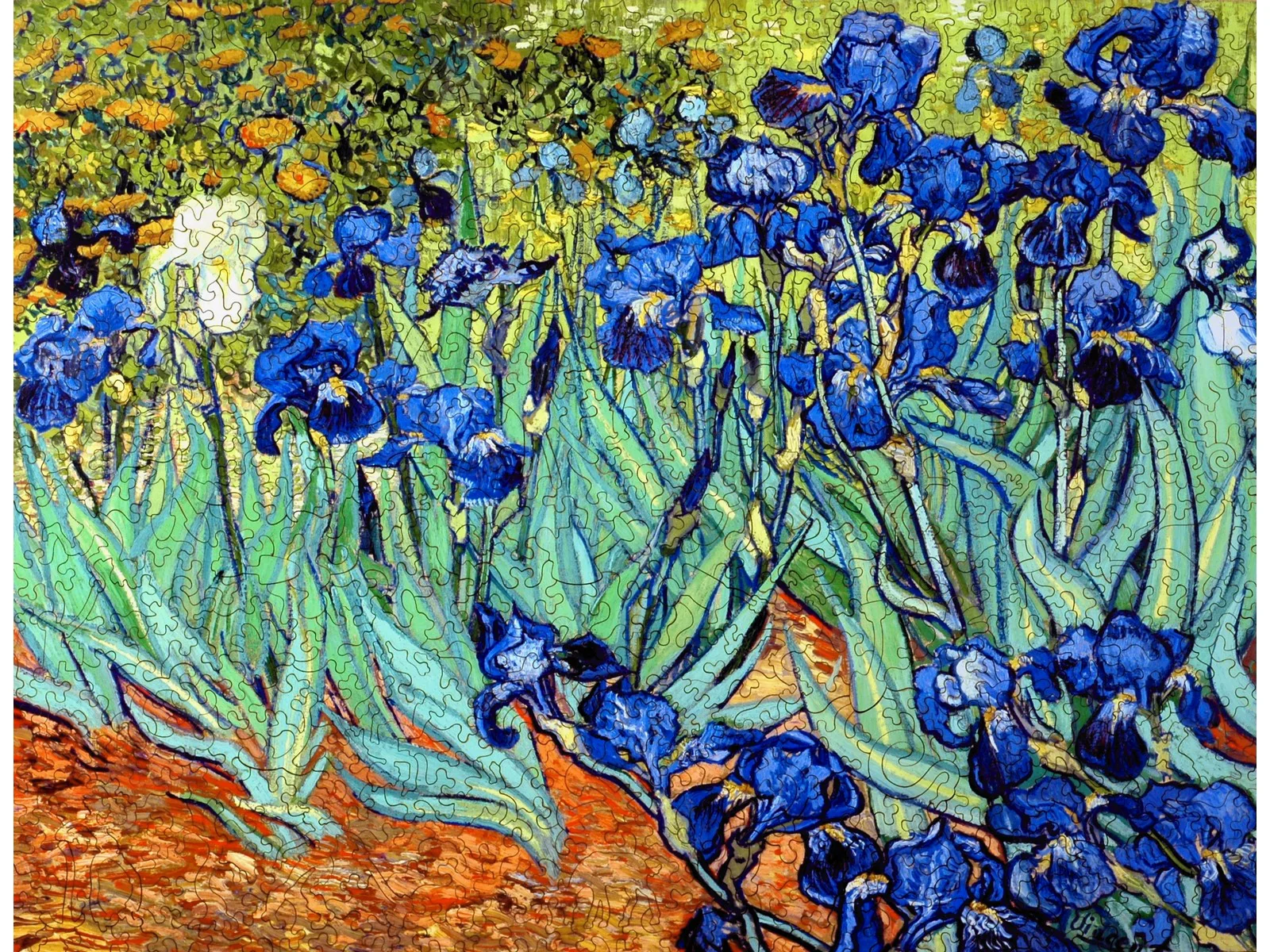 Irises