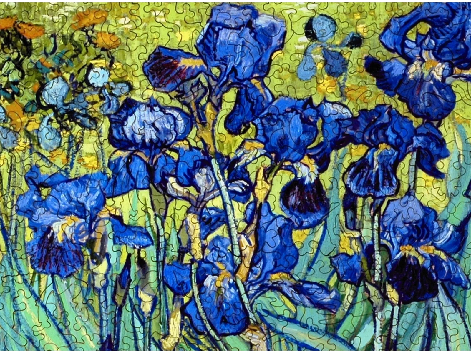 Irises - Image 2