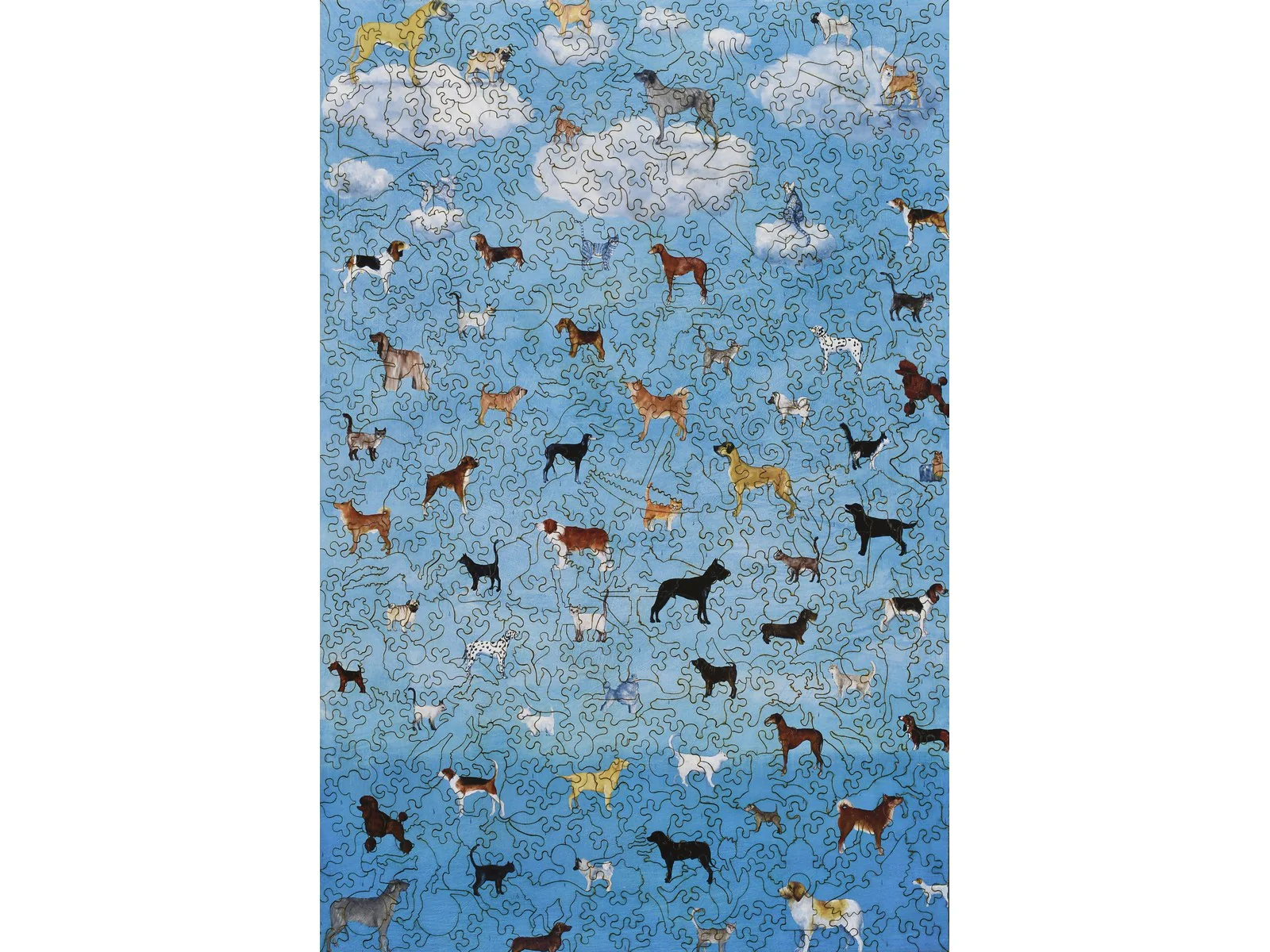 It's Raining Cats and Dogs