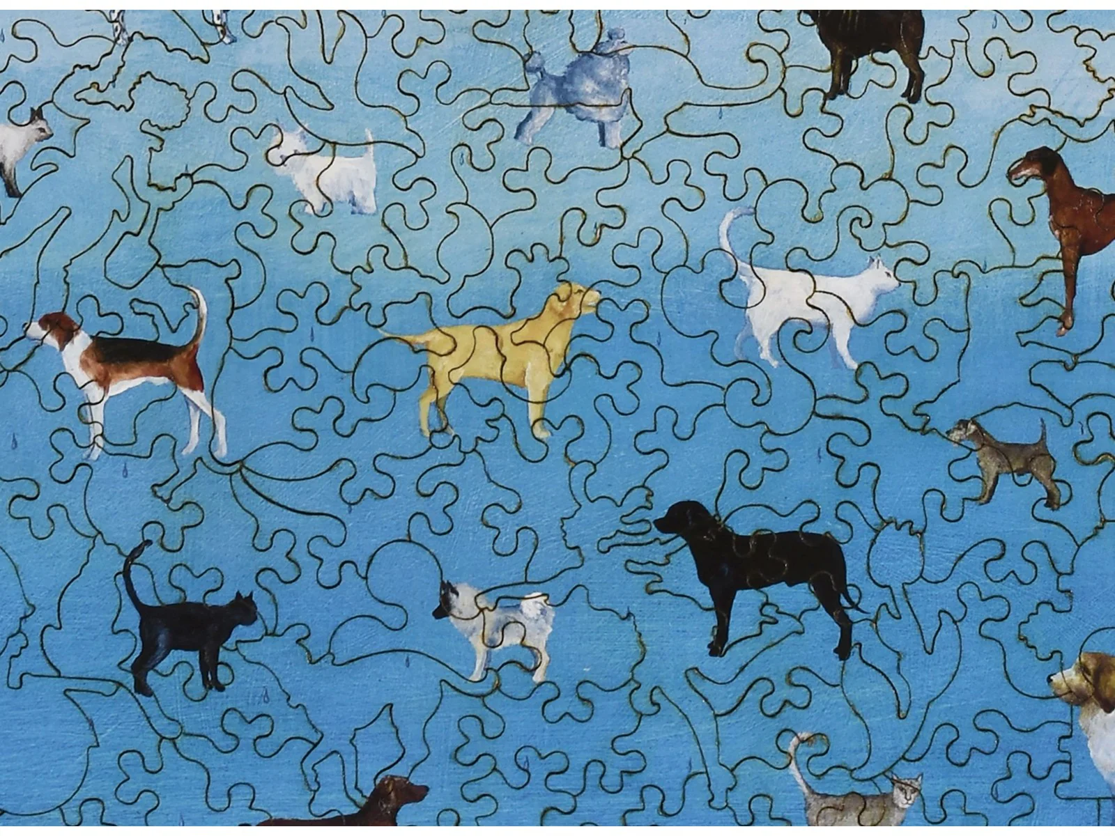 It's Raining Cats and Dogs - Image 2