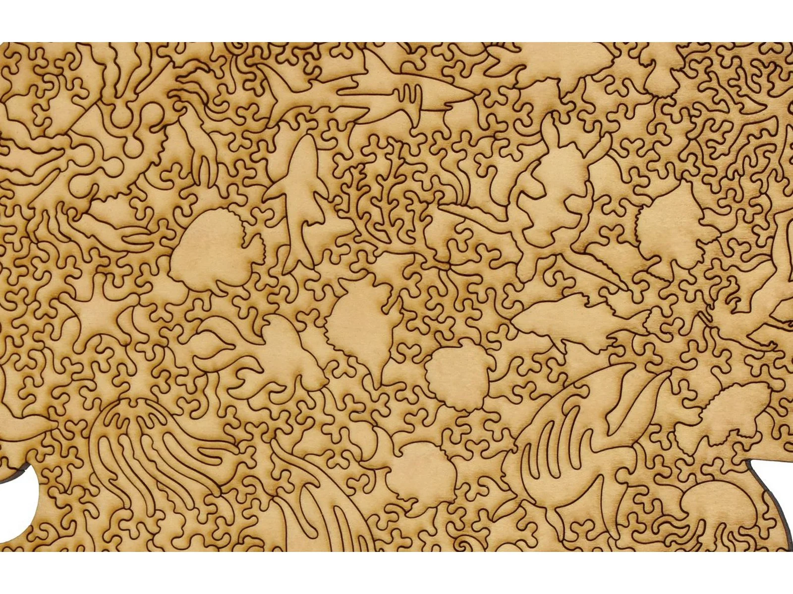 Jellyfish - Image 3