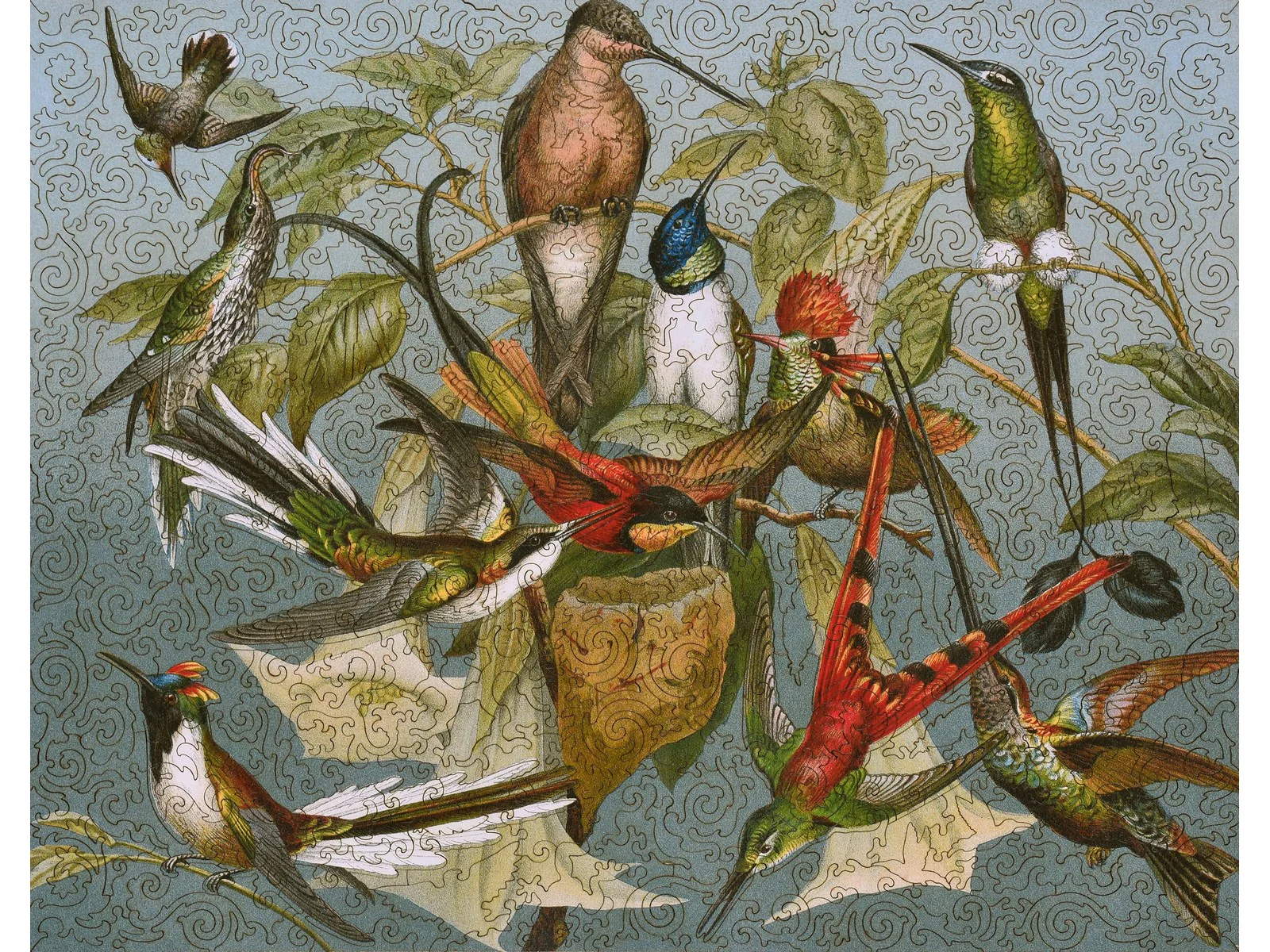 Kolibris