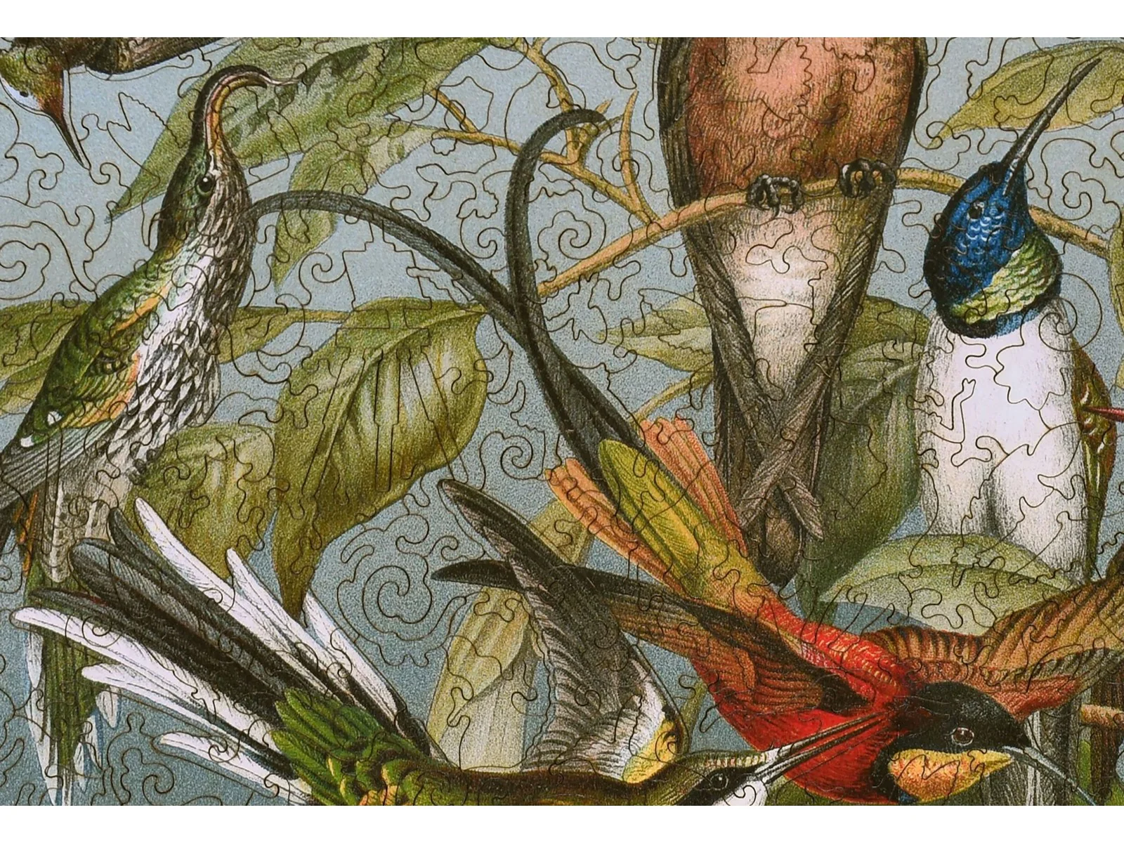 Kolibris - Image 2