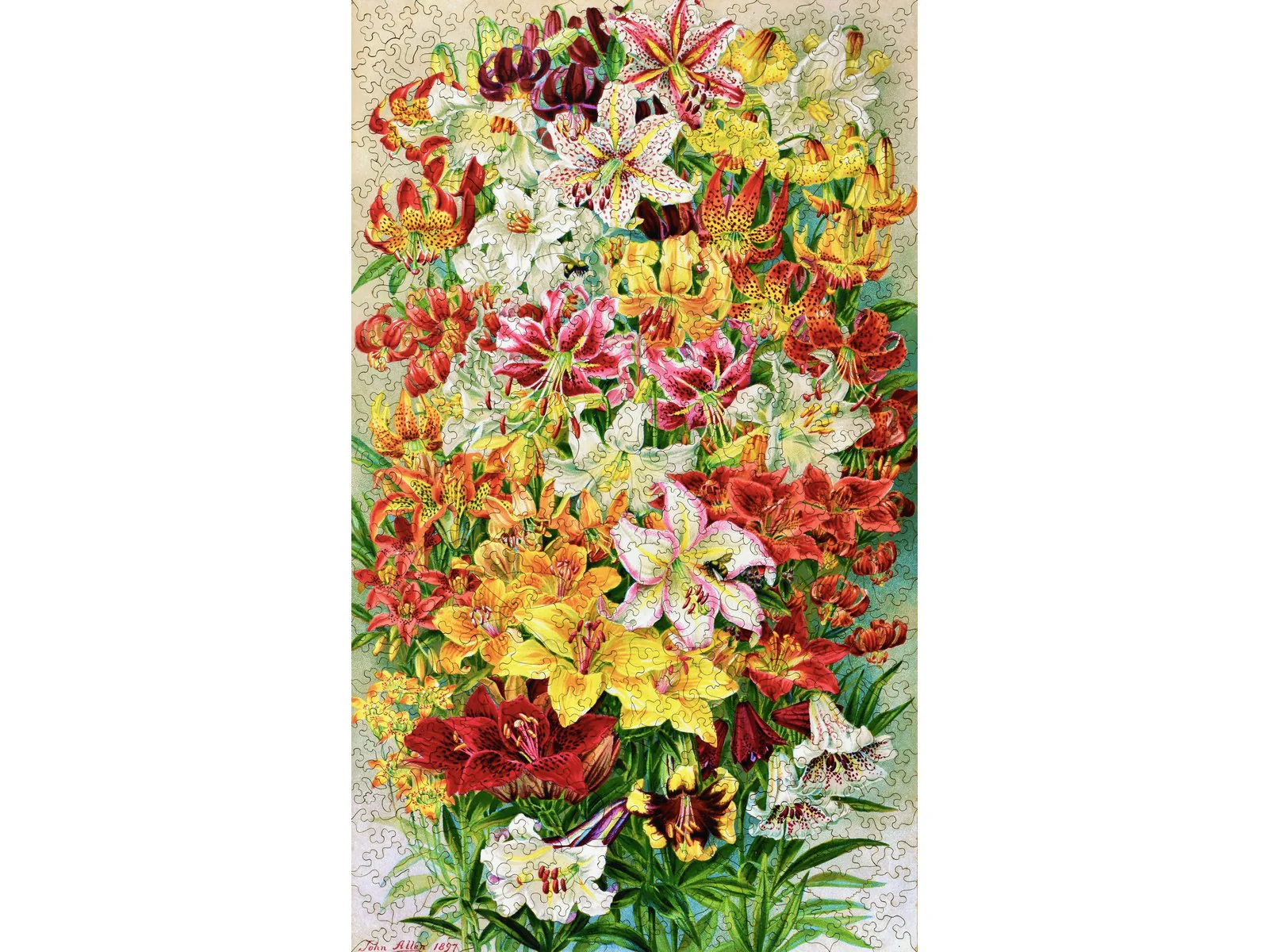 Lilies