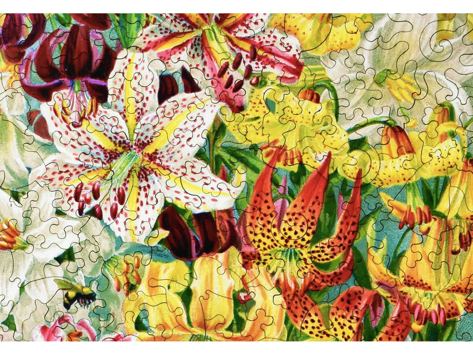 Lilies - Image 2