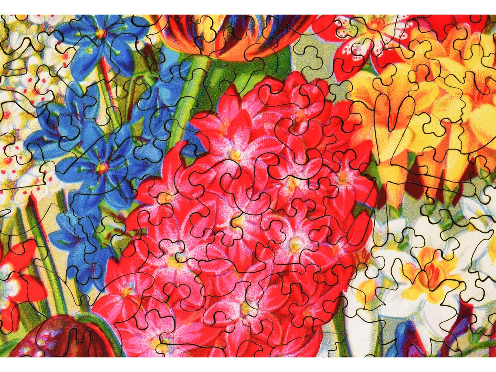 Mayflower Premium Bulbs - Image 2