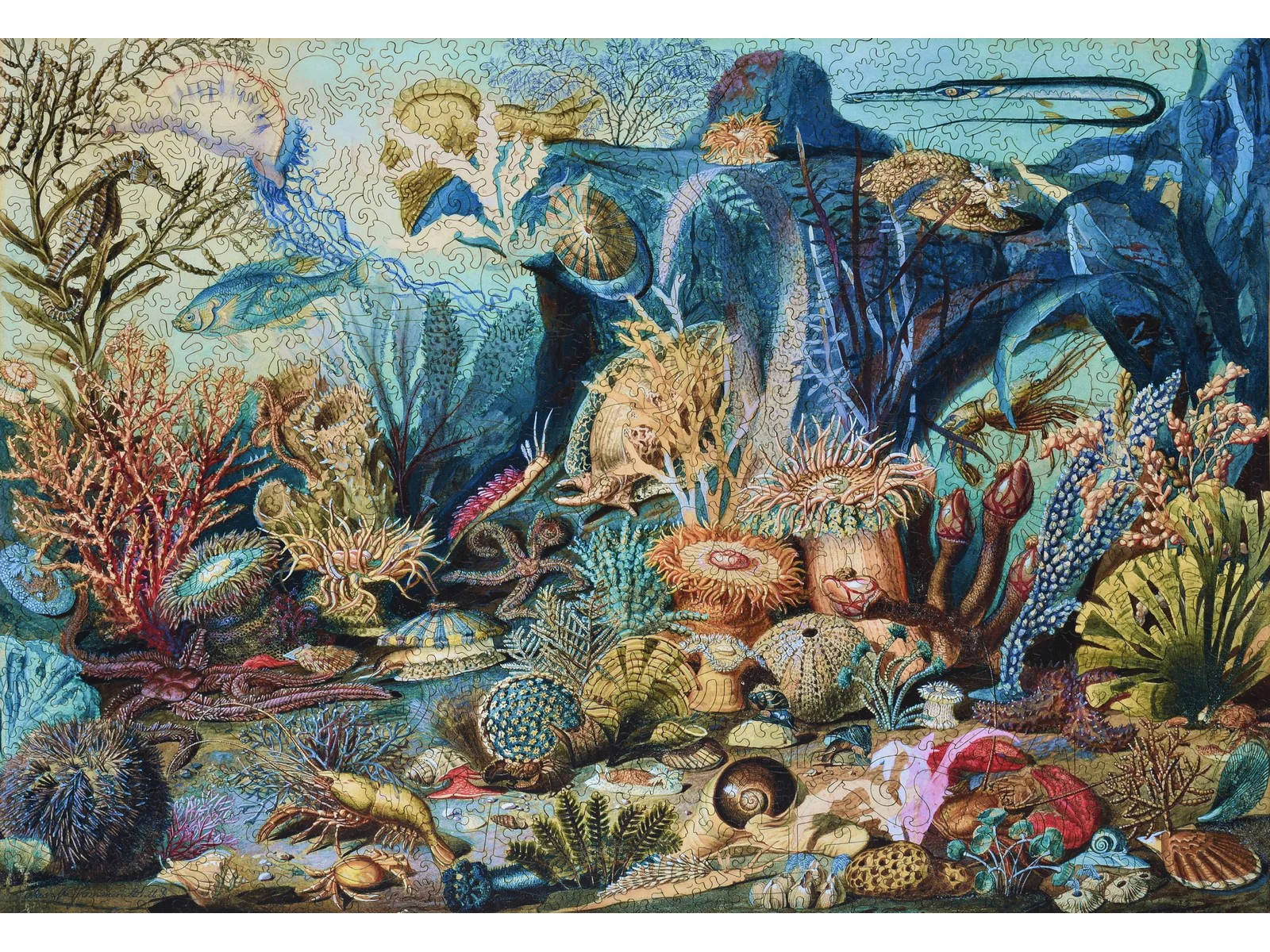 Ocean Life