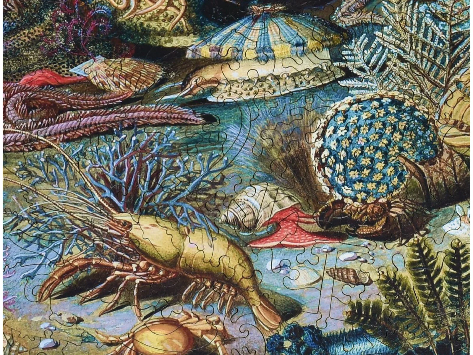 Ocean Life - Image 2