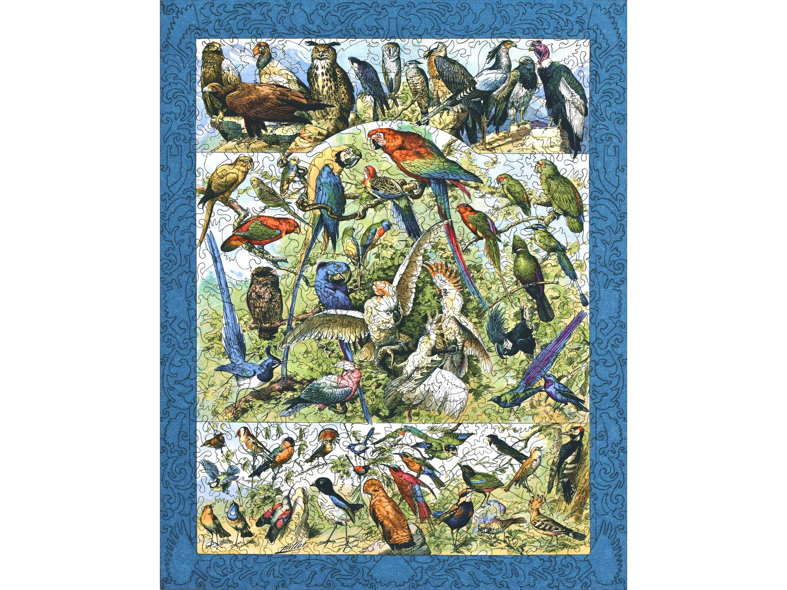 Oiseaux: Varieties of Birds