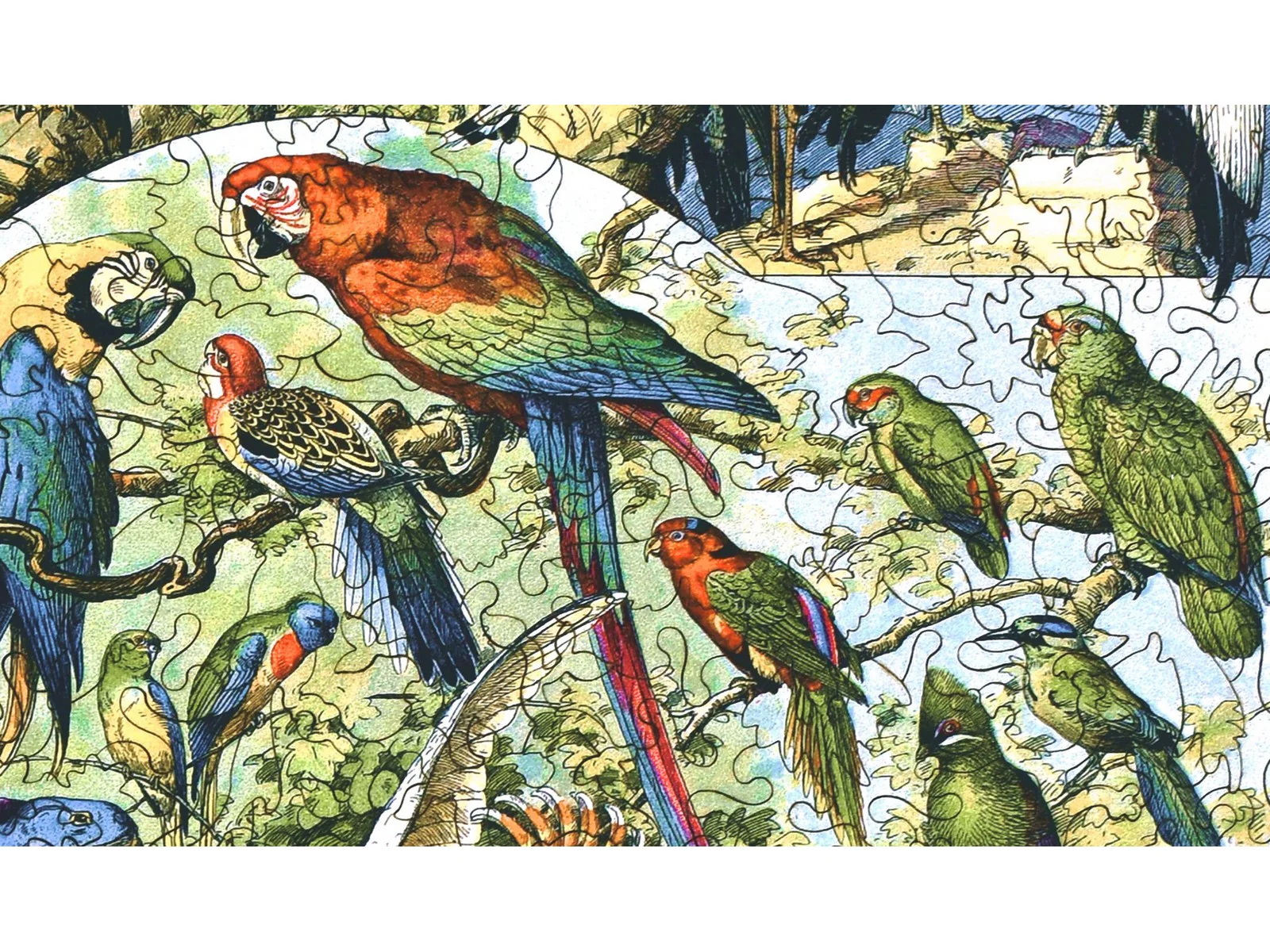 Oiseaux: Varieties of Birds - Image 2