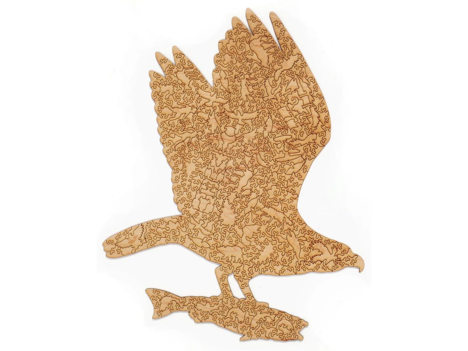 Osprey - Image 3