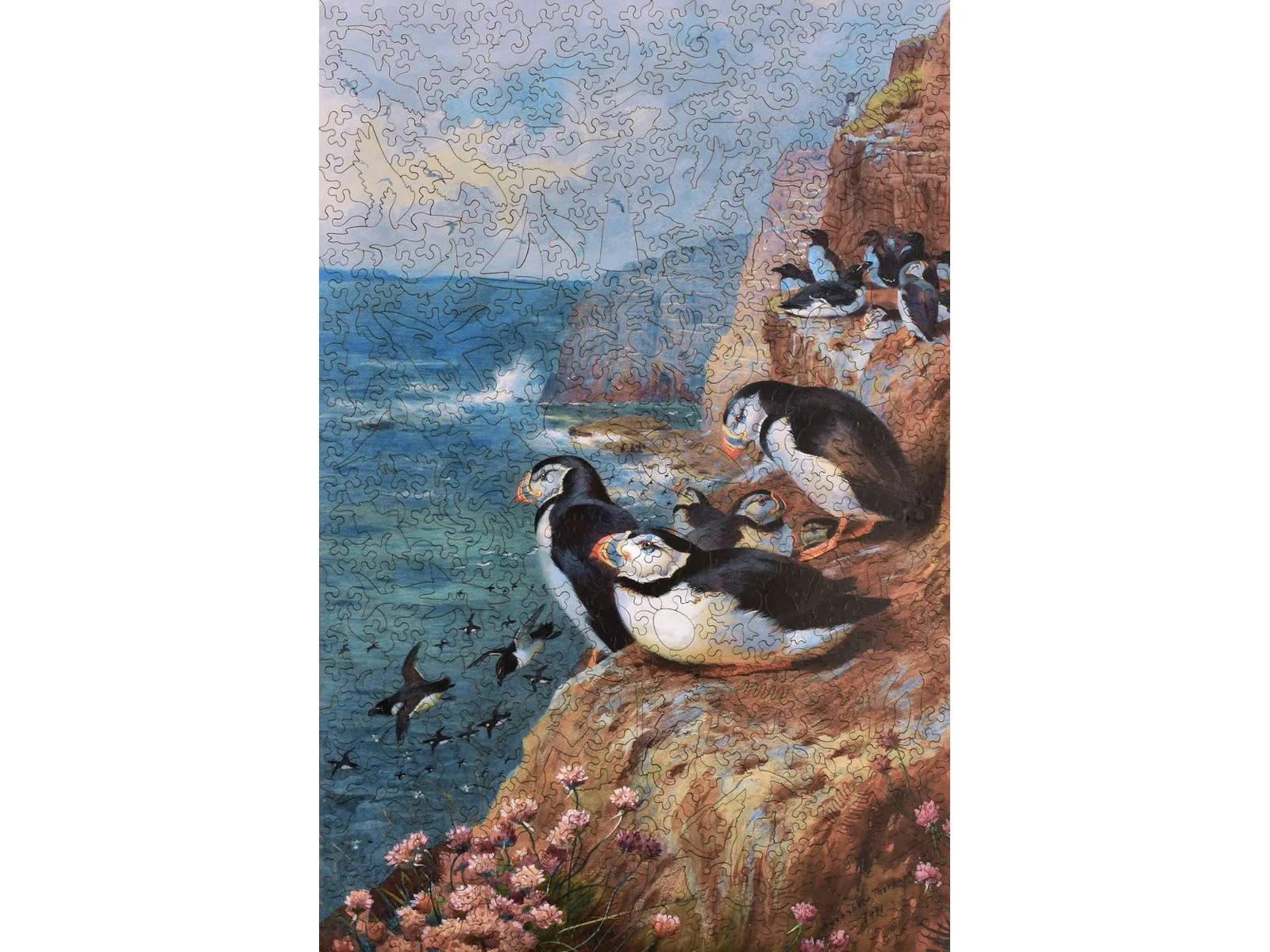 Puffins and Razor Bills
