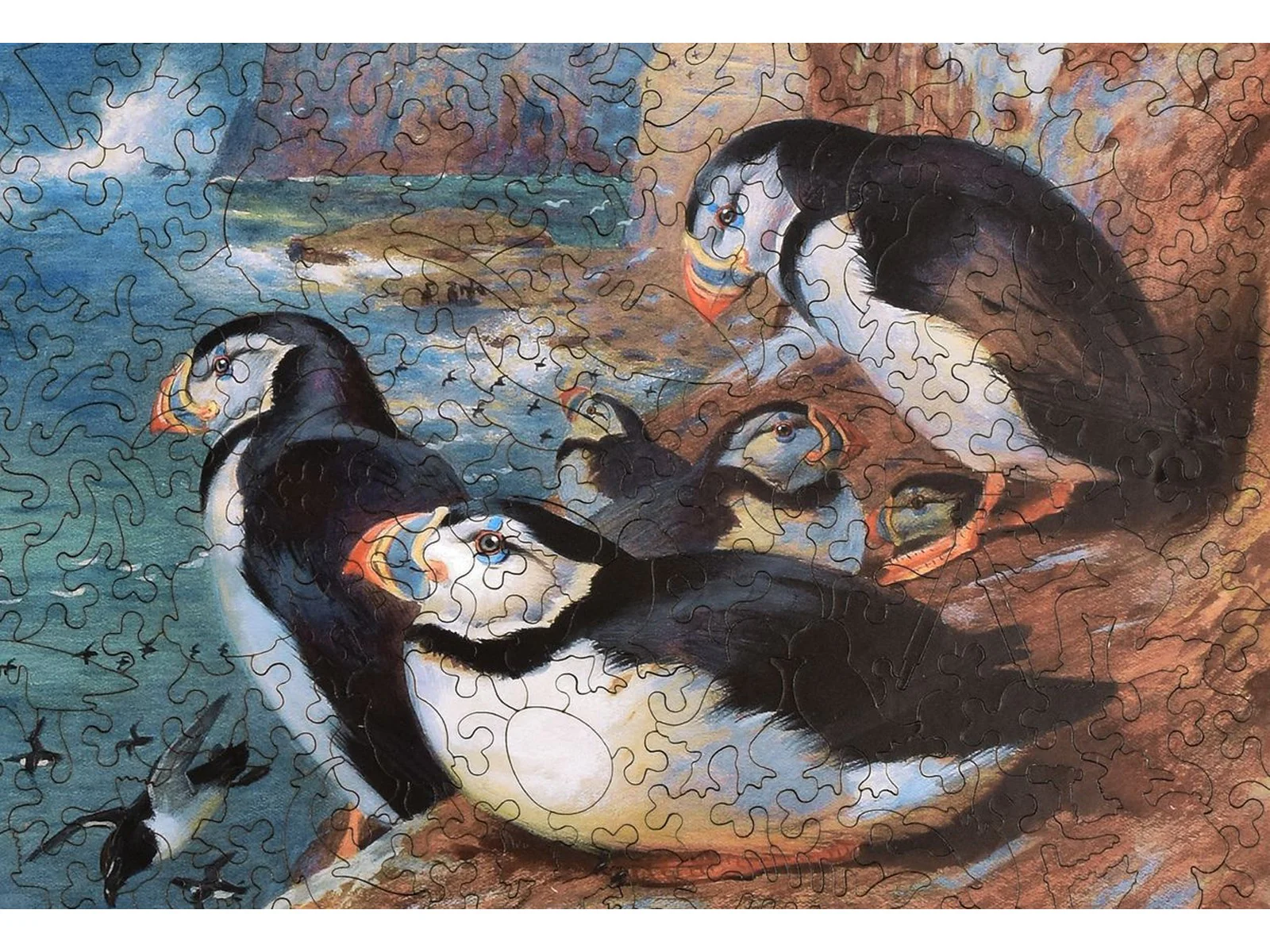 Puffins and Razor Bills - Image 2