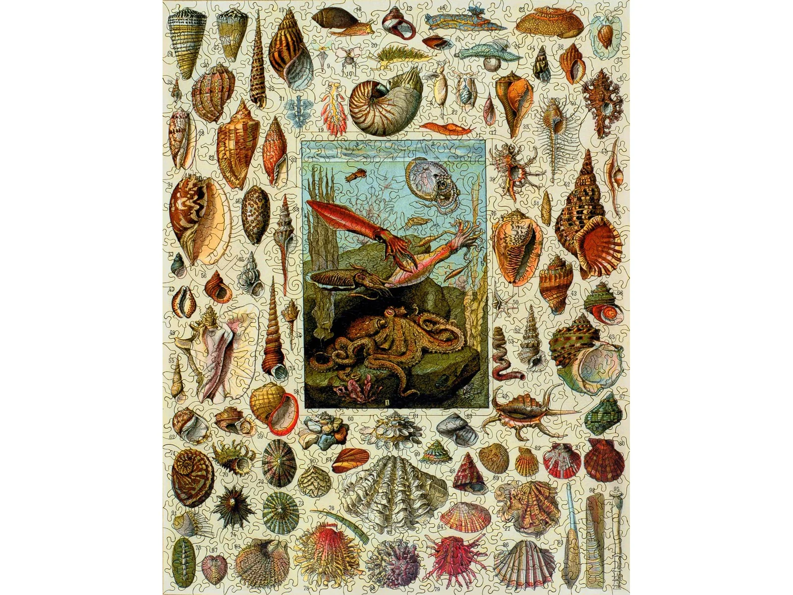 Varieties of Molluscs