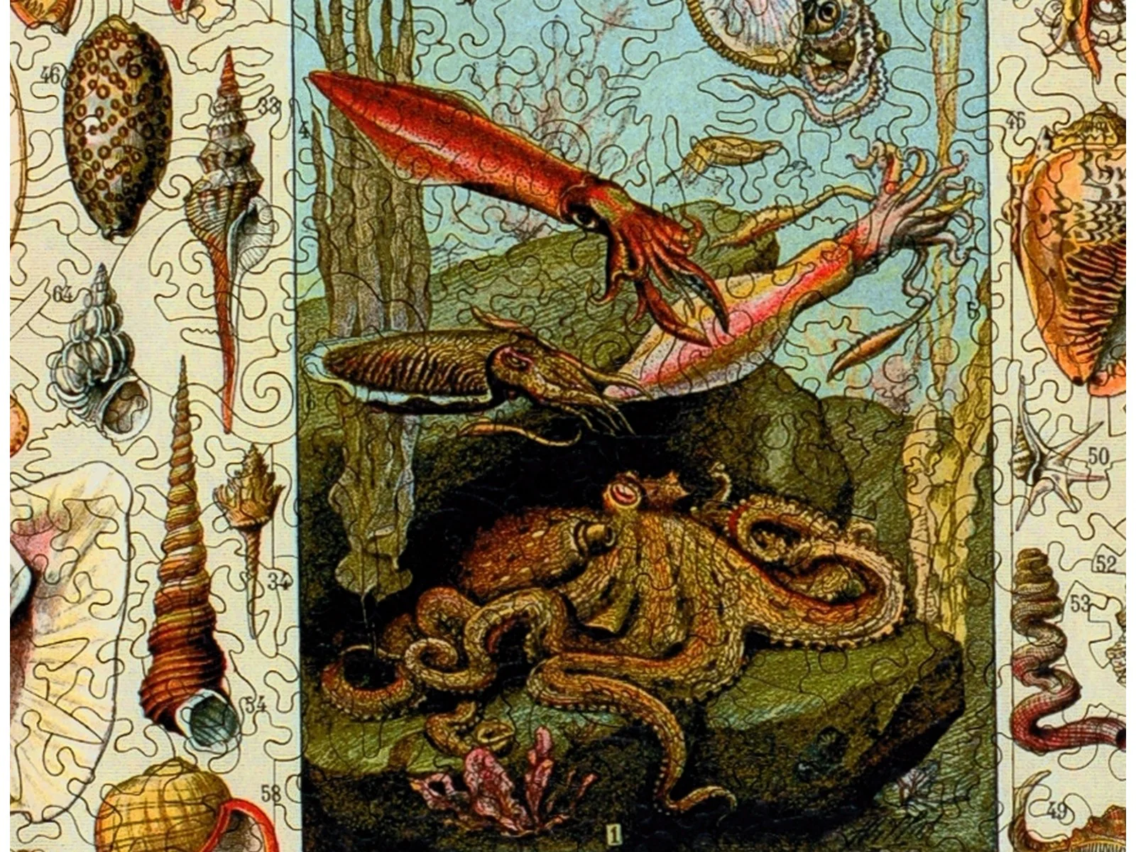 Varieties of Molluscs - Image 2