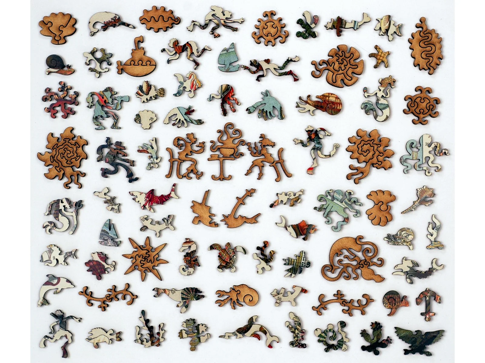 Varieties of Molluscs - Image 4